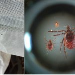 A sinistra, Zecca Ninfa su tuta da Ramassa (foto E. Ramassa) | A destra, Zecca Ixodes ricinus stadi (foto D. Pafundi)